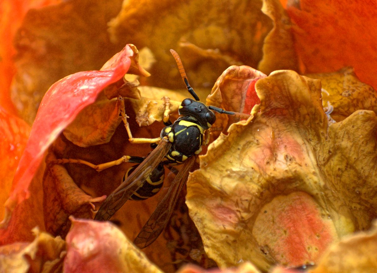 Polistes nimpha, Vespidae